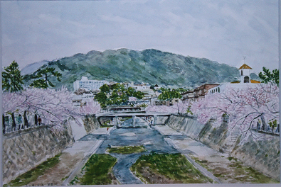 桜の芦屋川