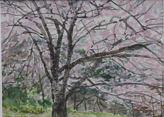 金鳥山の桜